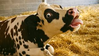 Viande contaminée : retour et révélations sur un scandale étouffé