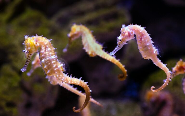 Article | À la découverte des hippocampes : un univers fascinant et enchanteur