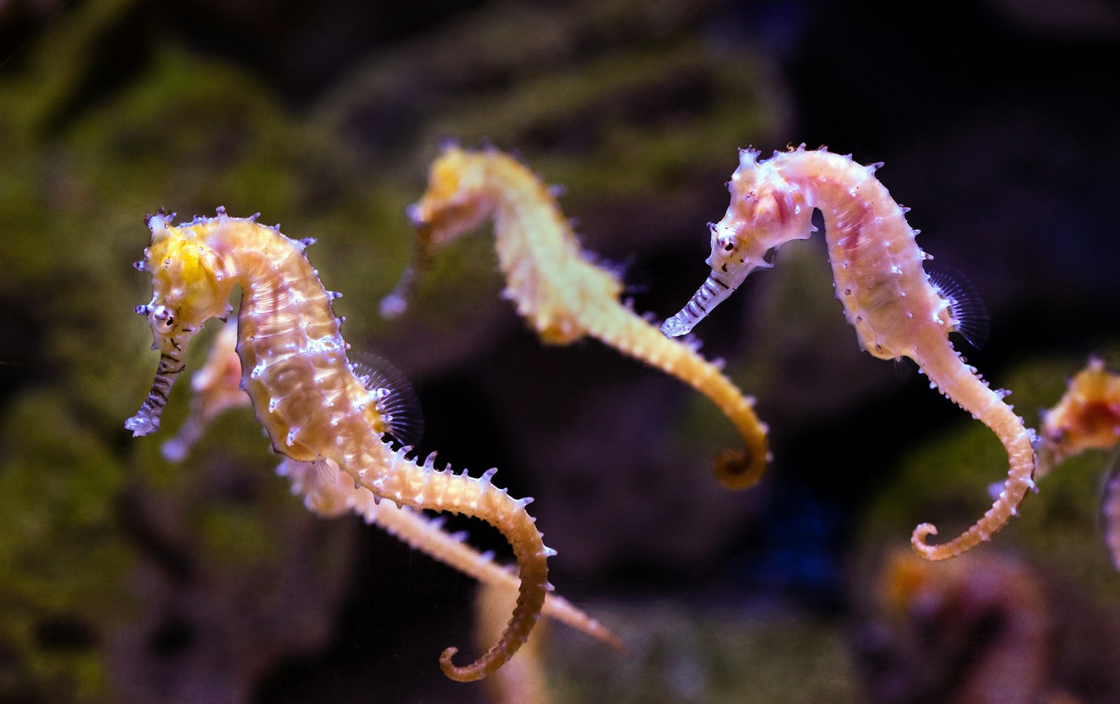 À la découverte des hippocampes : un univers fascinant et enchanteur
