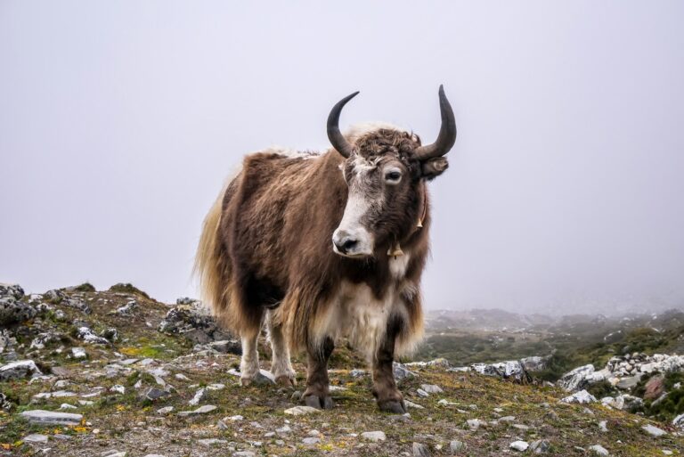 Article | À la découverte du yak : un animal impressionnant des hautes altitudes