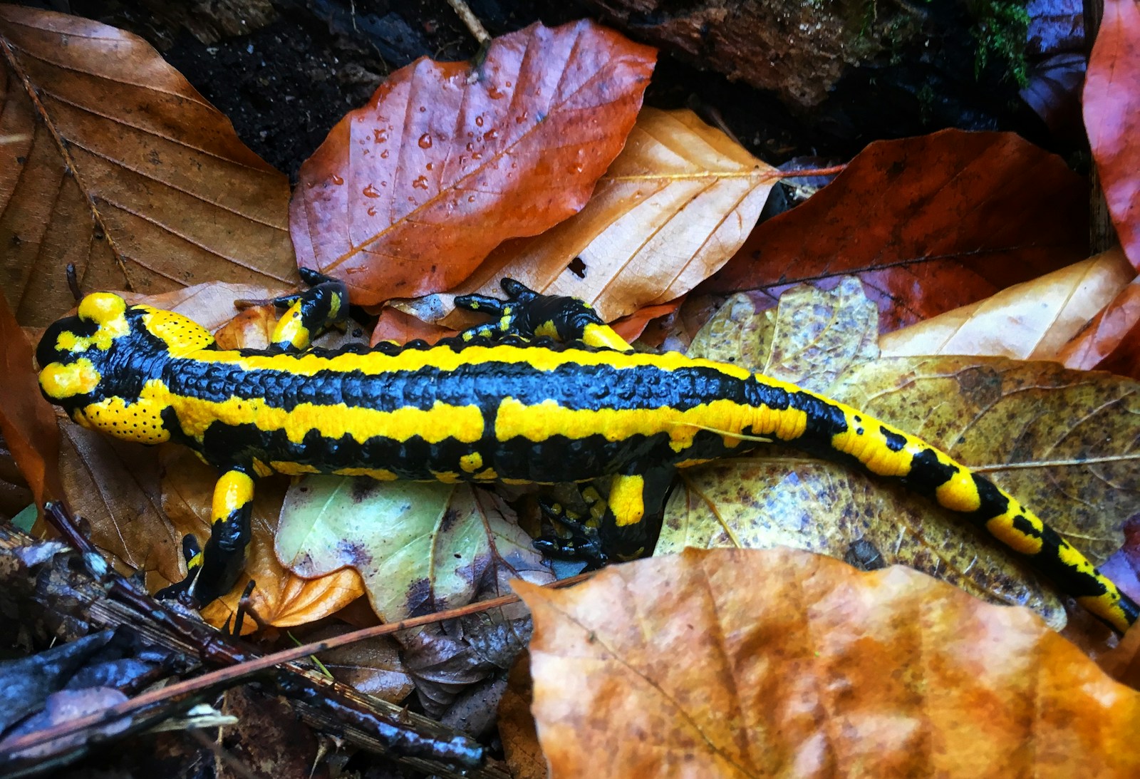 Cinq espèces animales capables de régénérer leurs membres