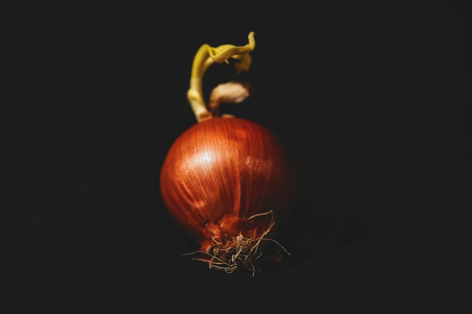Est-il sûr de consommer un oignon germé ?