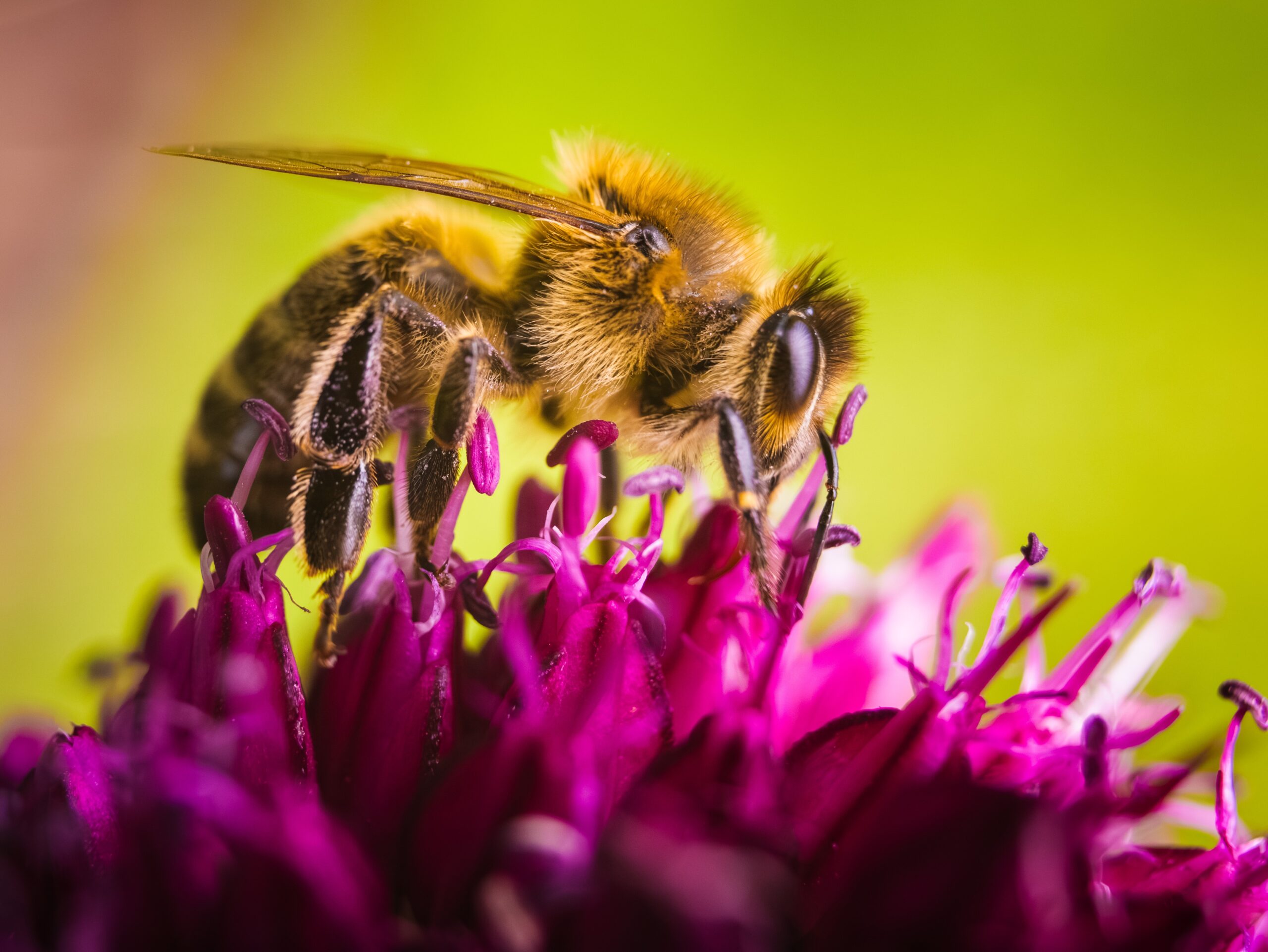 Les pollens d’abeilles : un trésor de la ruche aux multiples bienfaits