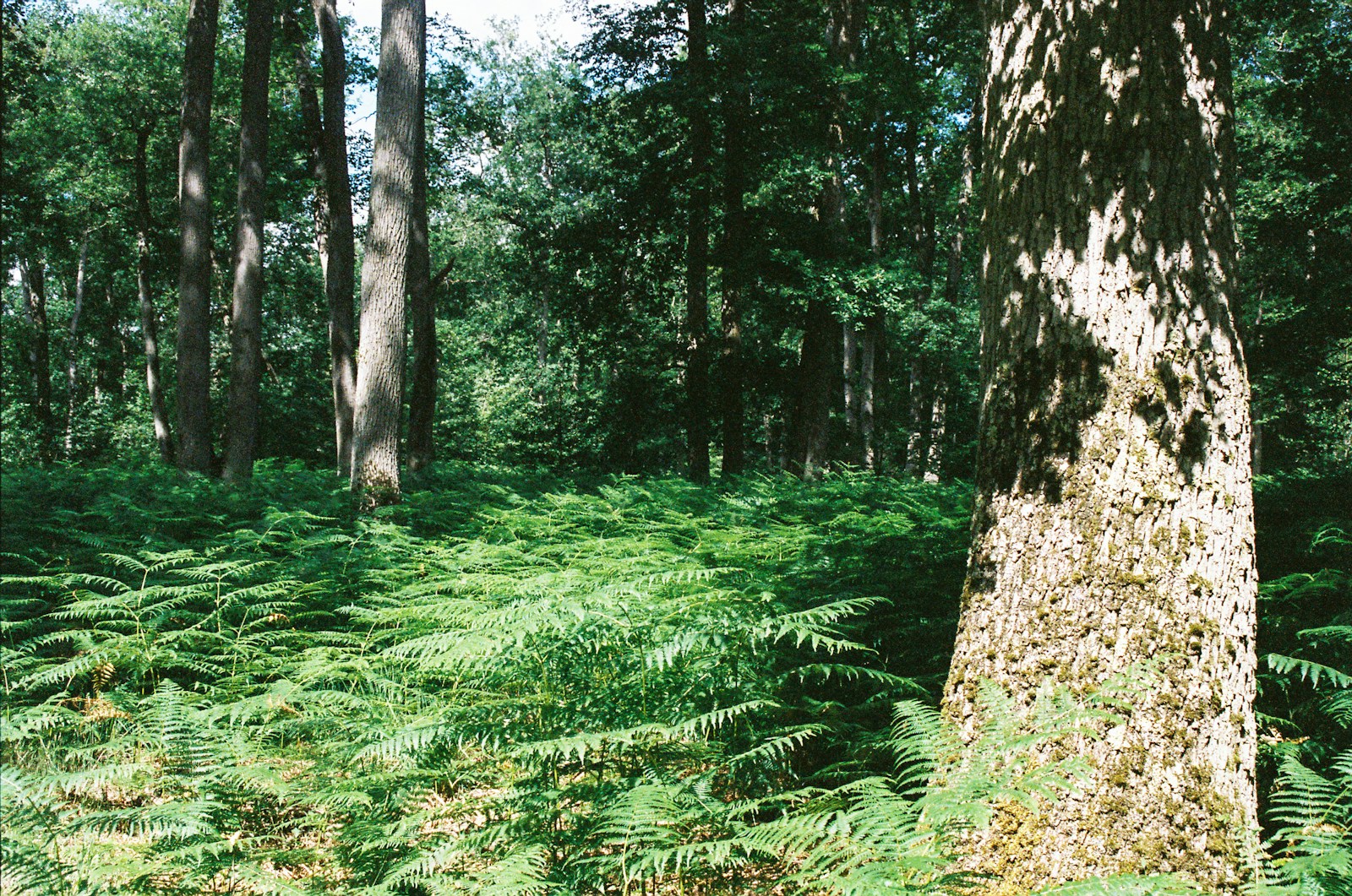 A la découverte du pays de Fontainebleau