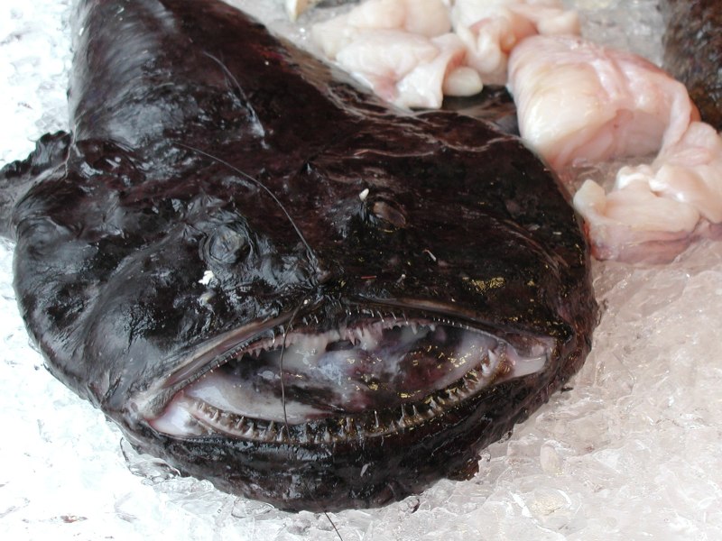 La baudroie, captivante créature des profondeurs marines