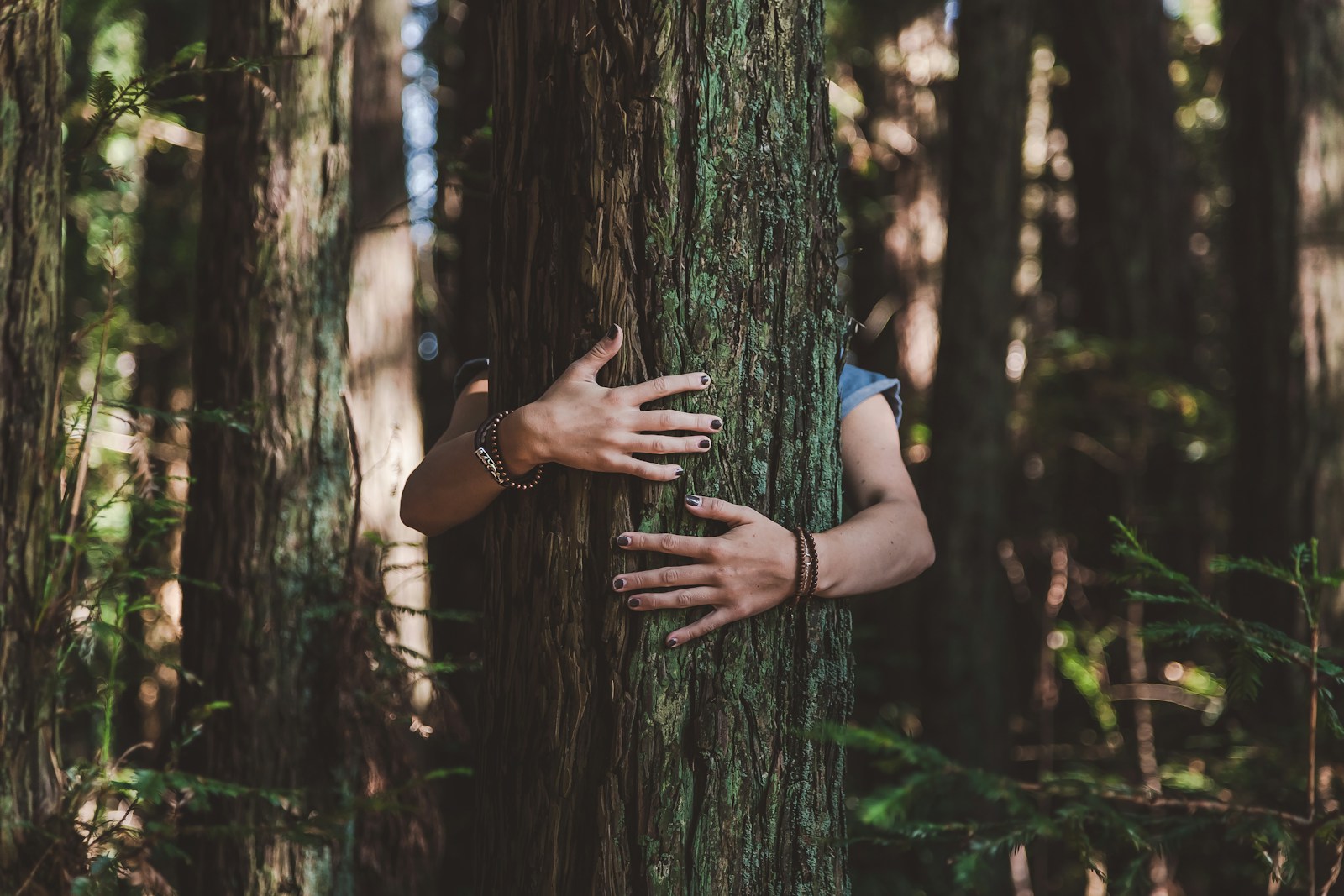 La sylvothérapie ou la thérapie par les arbres