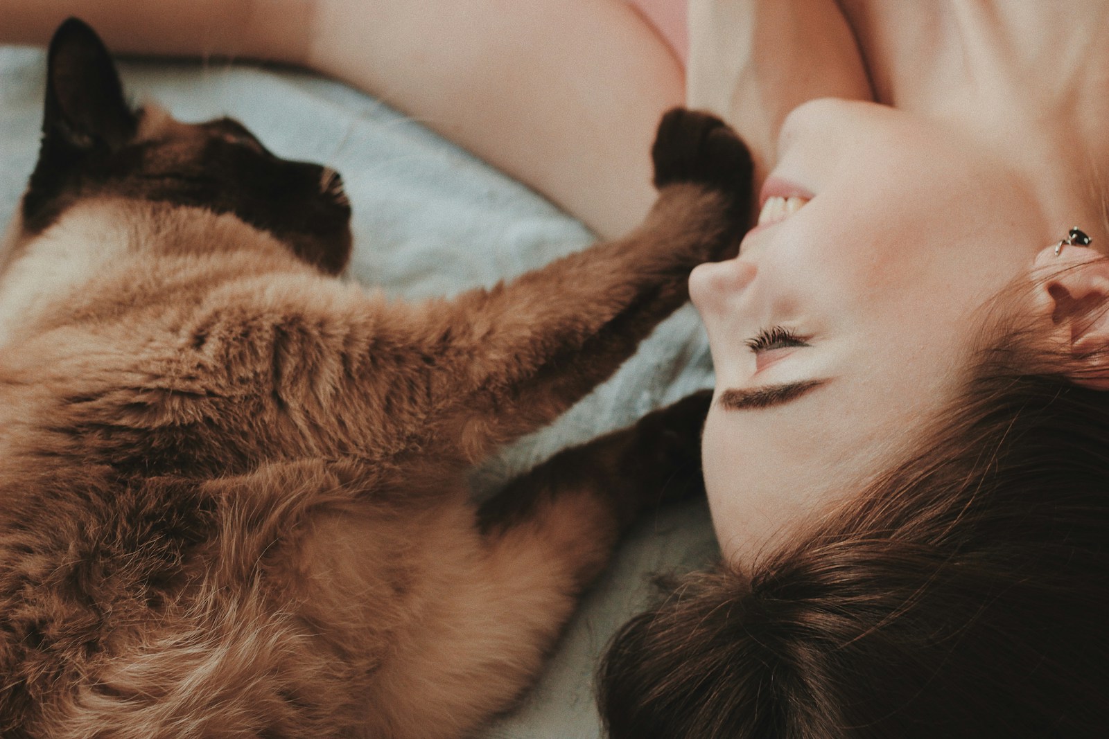 Le chat demande relativement peu d’entretien.