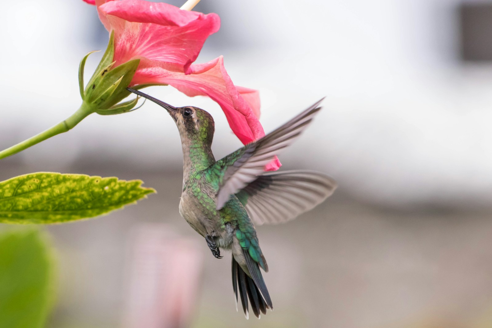 Le colibri, un oiseau au métabolisme exceptionnellement rapide