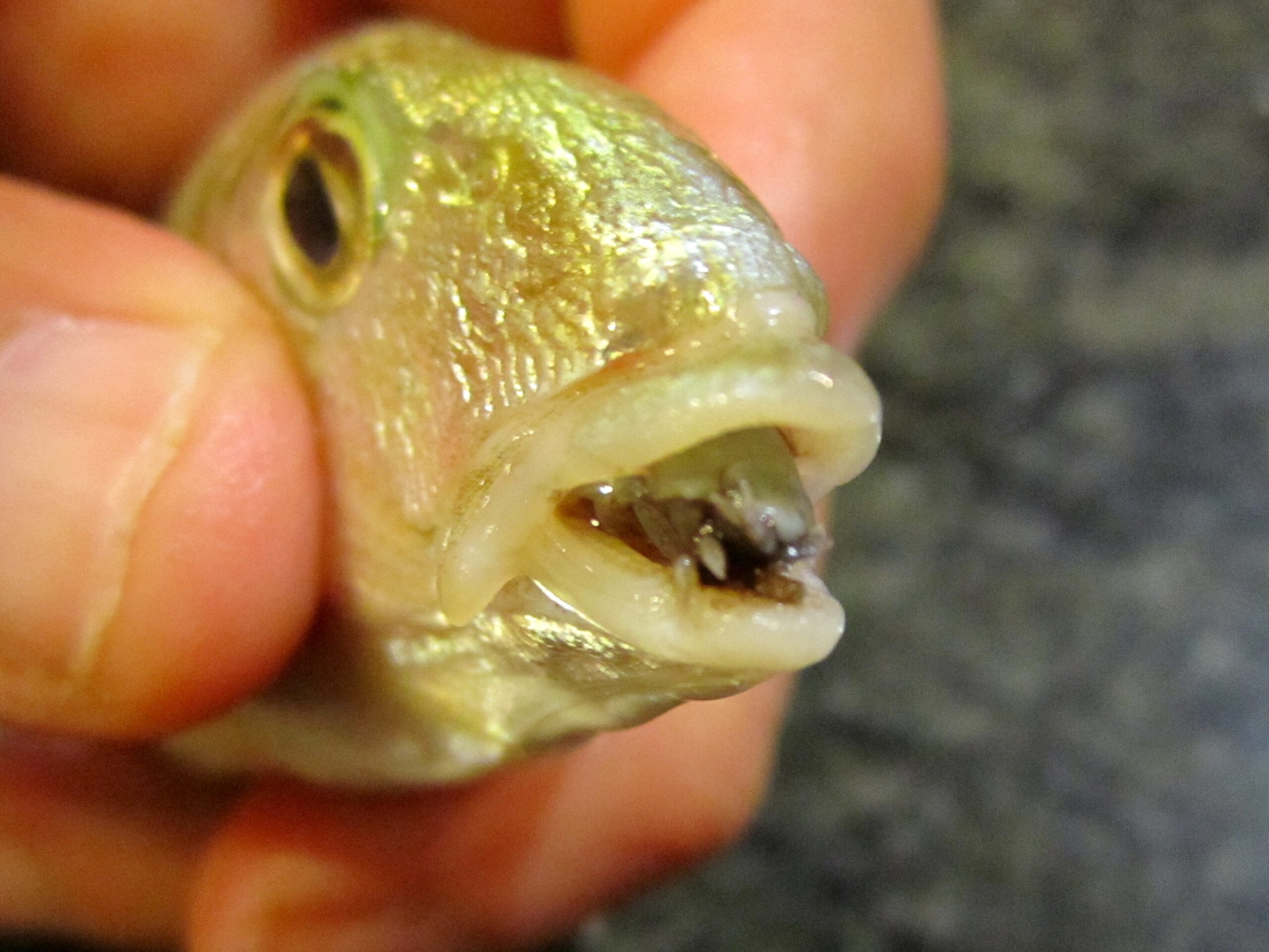 Le cymothoa exigua, un crustacé qui se nourrit en remplaçant la langue des poissons