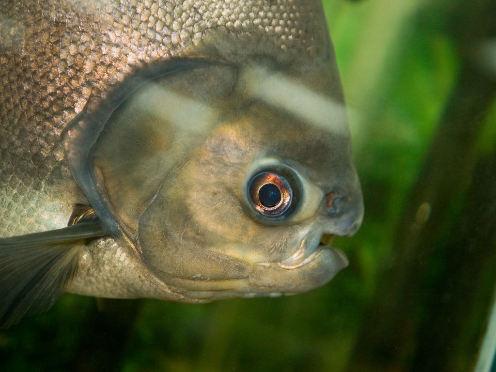 Le pacu, un poisson maître de l'évolution