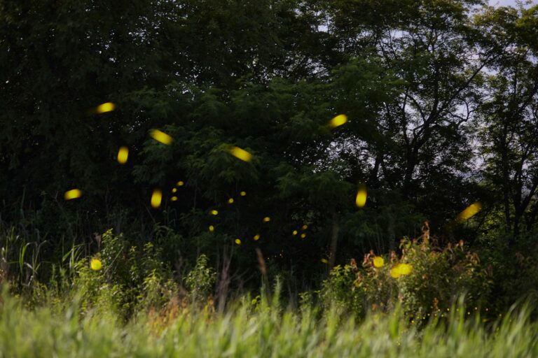 Article | Les luciole, petites merveilles de la nature