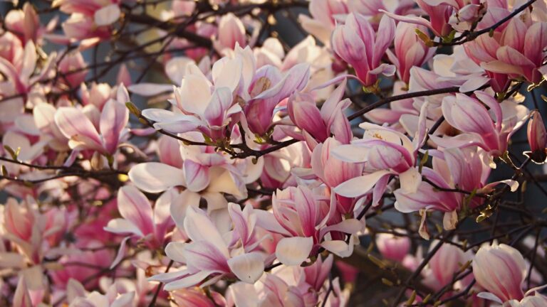 Article | Réussir la plantation du magnolia