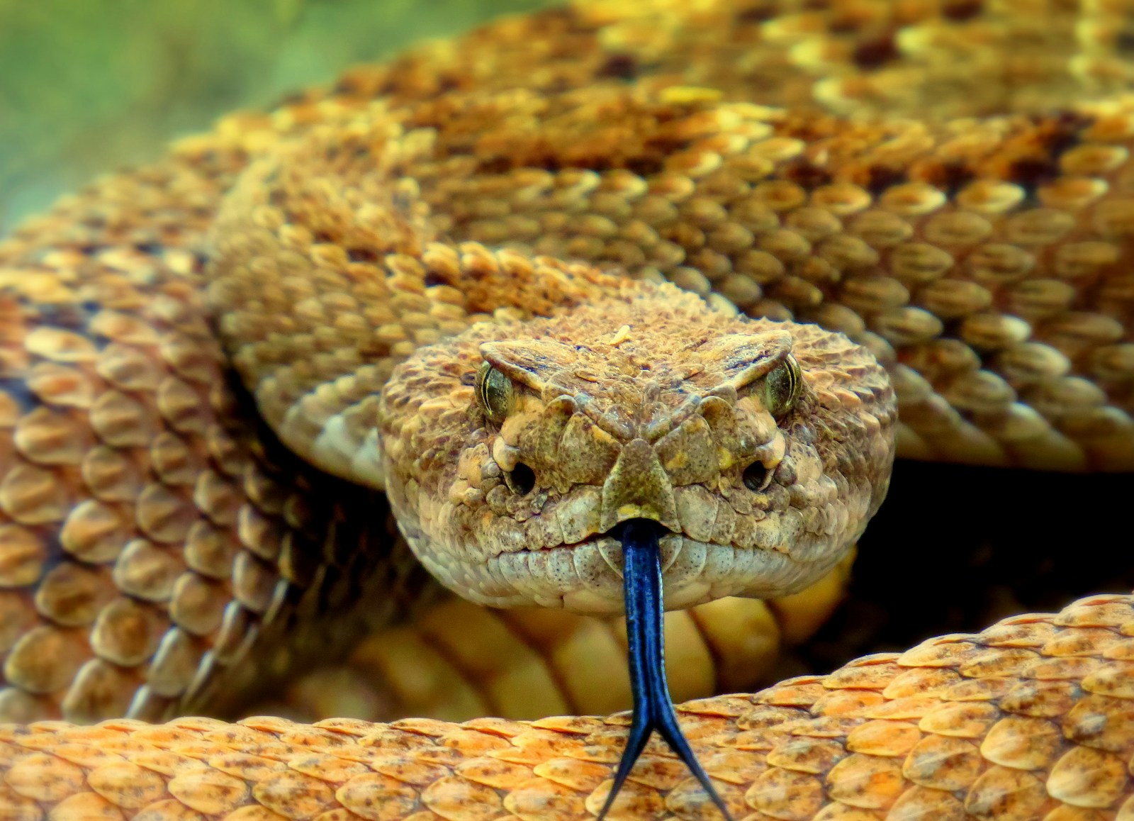Serpent : les pièges à éviter après une morsure !