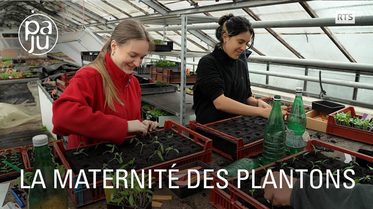 Au cœur de Genève, un jardin secret abrite une communauté passionnée par la culture d'espèces rares