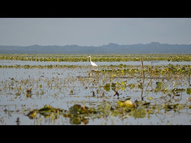Comment le Lac de Grand-Lieu reste-t-il un lac ?