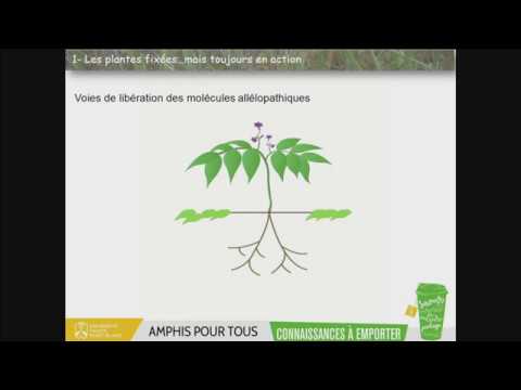 Comment les plantes communiquent-elles avec leur environnement ?