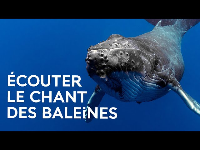 Les fréquences sonores de nos océans : écouter le chant des cétacés