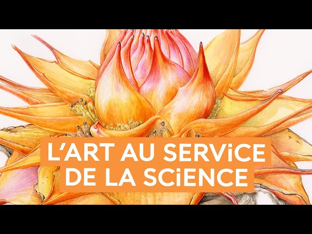 L’illustration botanique : au service de l’art ou de la science ?