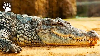 Crocodiles tueurs : la terreur du canal des Pangalanes