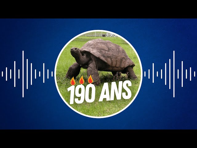 Jonathan, le plus vieil animal terrestre connu