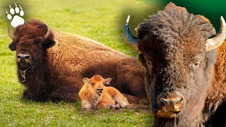 Le bison : le plus ancien animal du monde ?