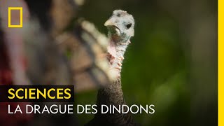 La drague des dindons