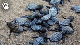 La tortue marine survivra-t'elle ?