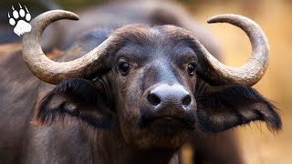 Le buffle : roi des terres humides