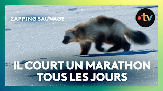 Le carcajou est prêt à tout pour nourrir sa famille