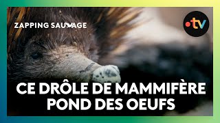 L'échidné, l'animal le plus incroyable d'Australie