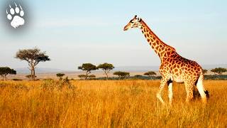 Les rencontres les plus étranges de la savane