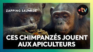 L'incroyable astuce de ces chimpanzés pour récolter du miel !