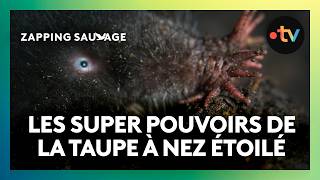 L’incroyable museau étoilé de cette taupe lui permet de chasser sous l’eau !