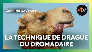 Pour séduire, ce dromadaire a une technique surprenante