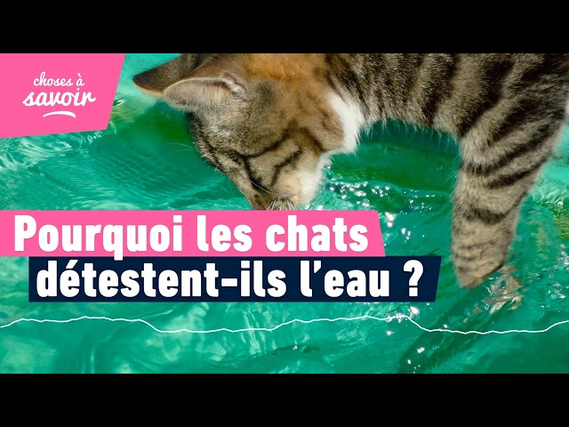 Pourquoi les chats détestent-ils l'eau ?