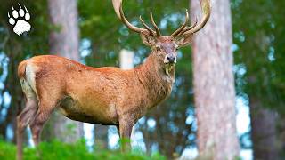 Quand le cerf devient prédateur : la catastrophe de l'invasion