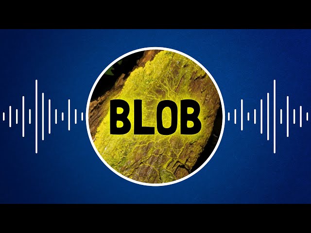 Qu'est-ce qu'un blob ?