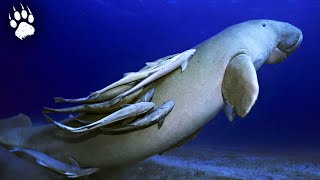 Siréniens : les créatures des océans