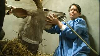 Soins extrêmes pour animaux sauvages - Les vétos en sueur