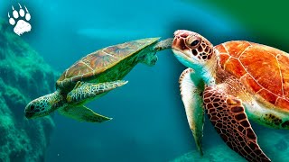 Tortues marines : une reproduction perturbée par le réchauffement climatique ?