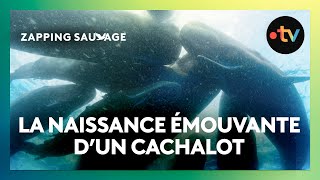 Toute la famille se réunit pour la naissance de ce petit cachalot !