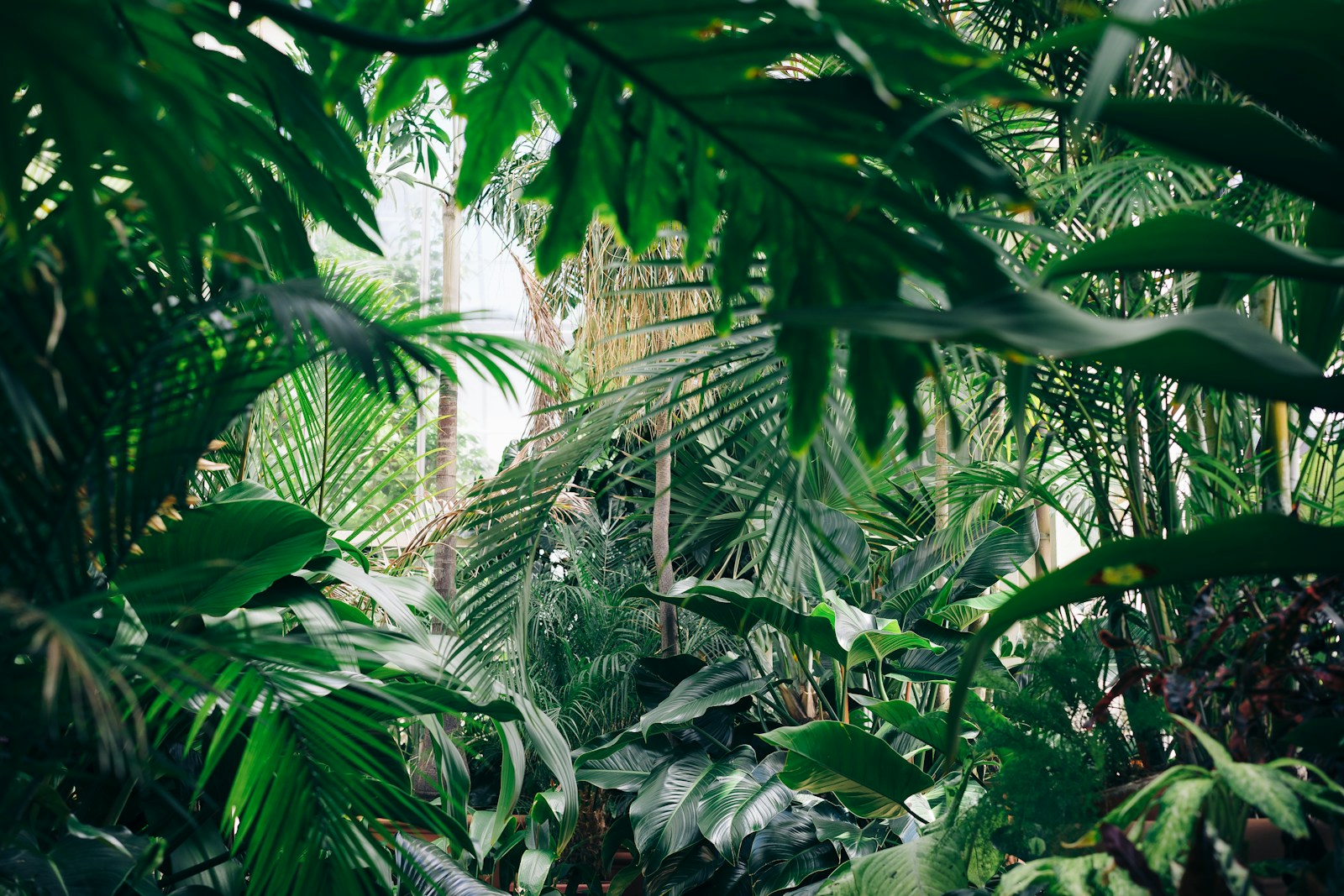 Biophilie : l’art de la décoration qui invite la nature chez vous