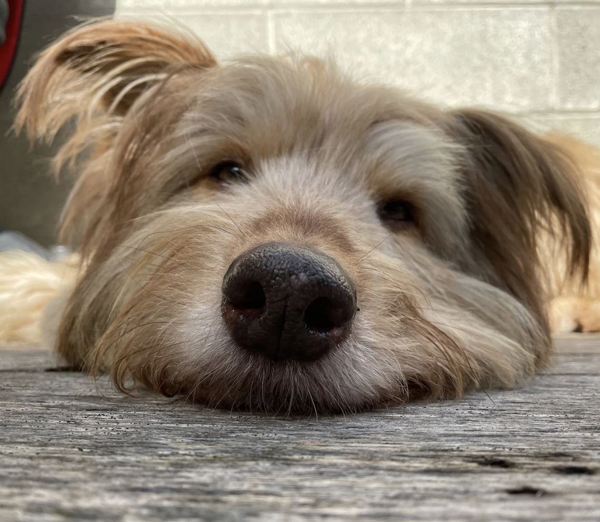 Truffe sèche chez le chien : causes, prévention et solutions naturelles