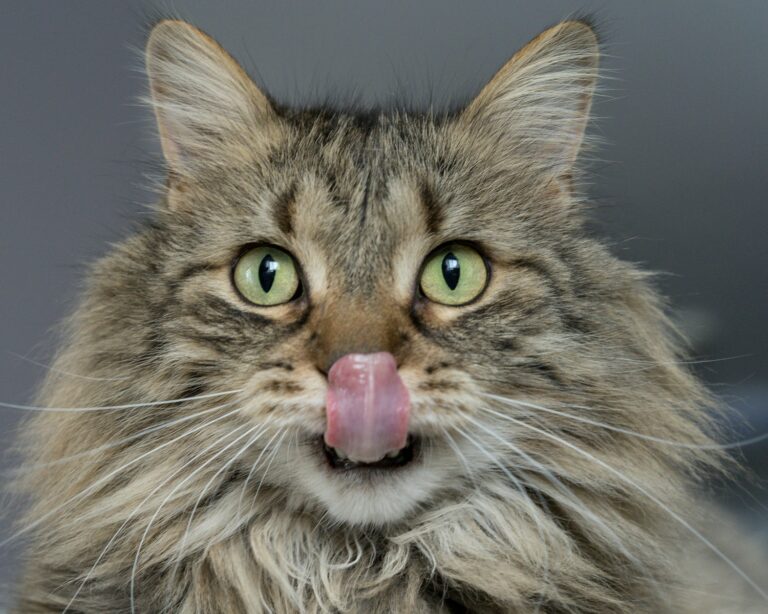 Article | Comment choisir les croquettes parfaites pour que votre chaton ?