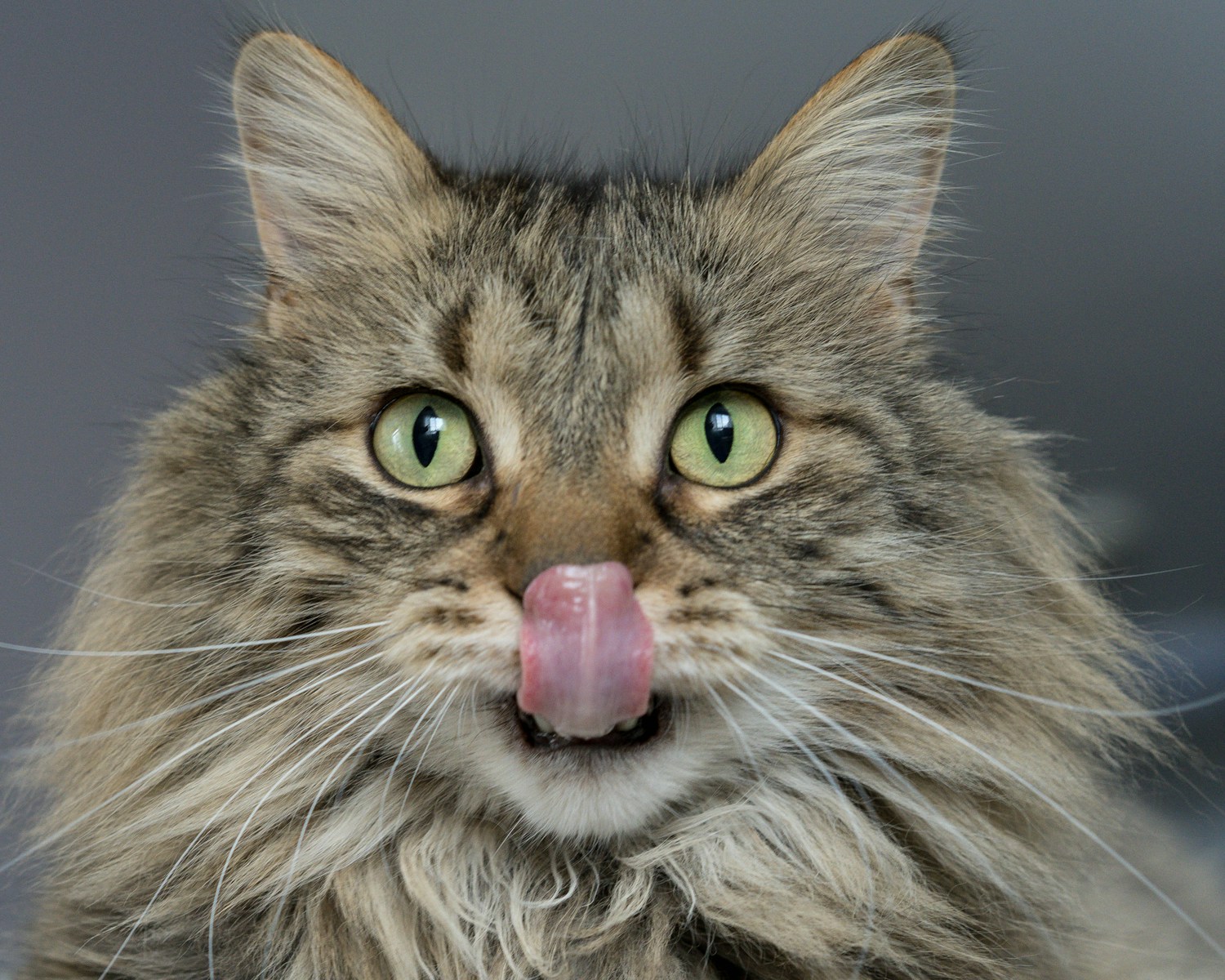 Comment choisir les croquettes parfaites pour que votre chaton ?