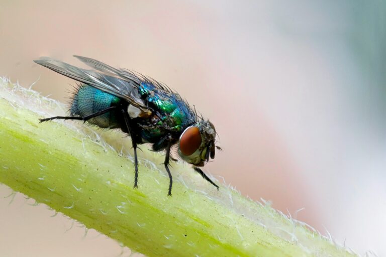 Article | Comment détecter et éliminer un foyer de mouches ?