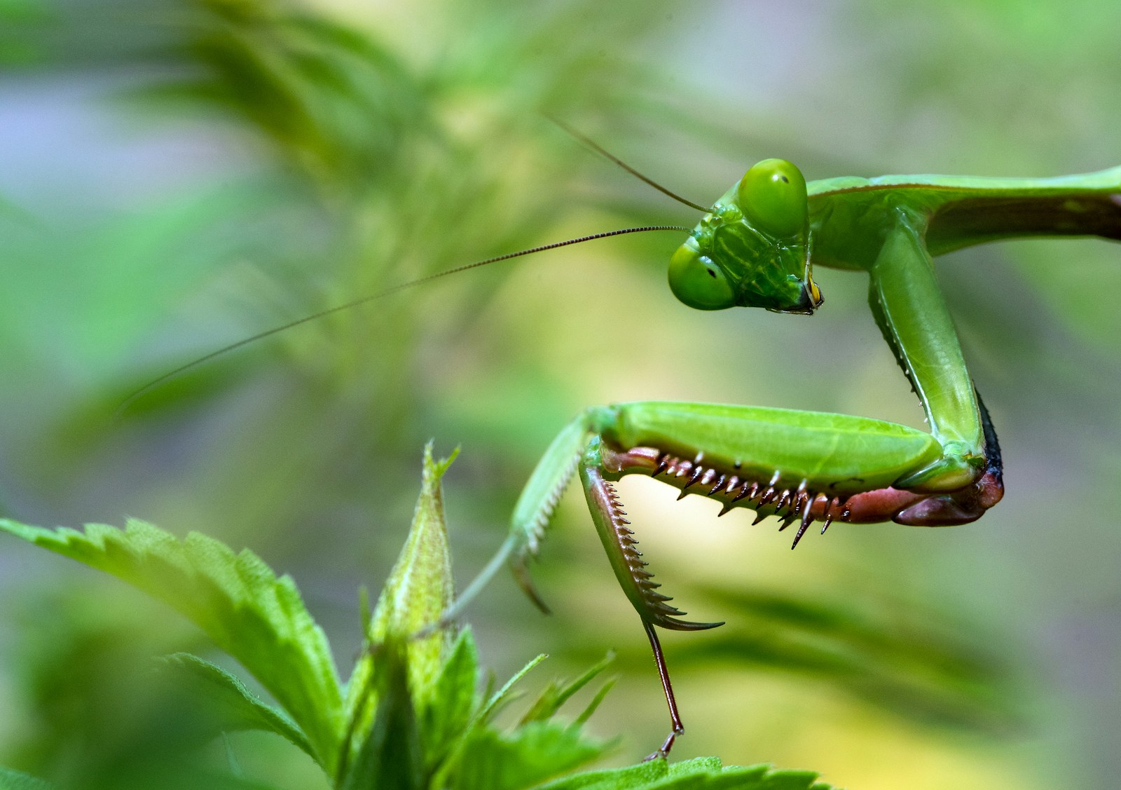La mante religieuse : un prédateur fascinant au cœur de la nature