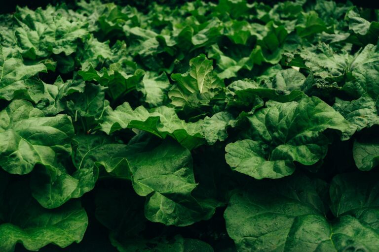 Article | La rhubarbe : ce trésor de saison souvent méconnu