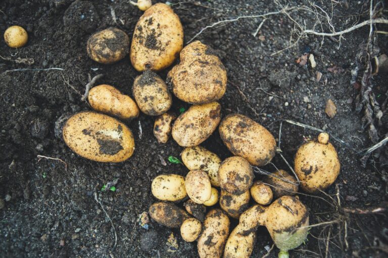 Article | L’épopée de la pomme de terre : du mépris à l’engouement
