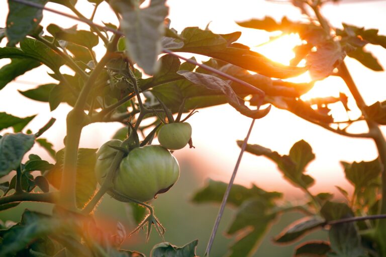 Article | Les légumes du potager qui résistent le mieux aux fortes chaleurs